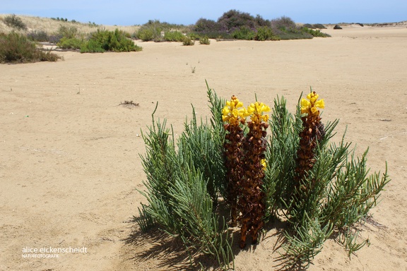 Gelbe Cistanche (Cistanche phelypaea)